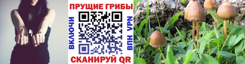 как найти   Каргат  Псилоцибиновые грибы GOLDEN TEACHER 